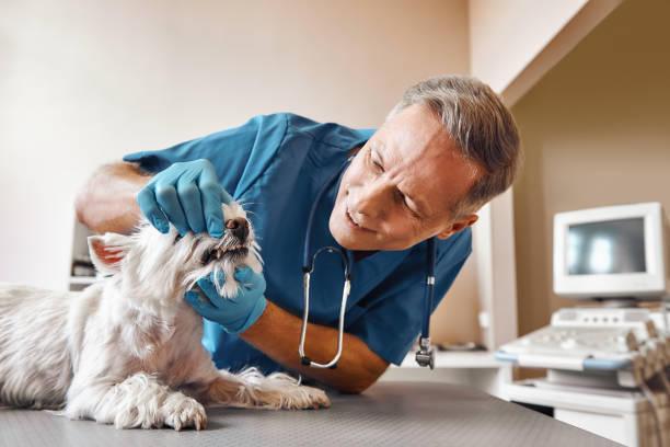Best Urgent Dental Care in Garfield, TX